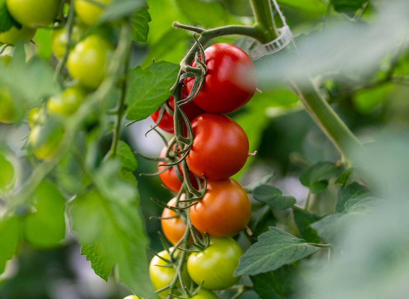 Tomaatit kypsyvät kasvihuoneessa